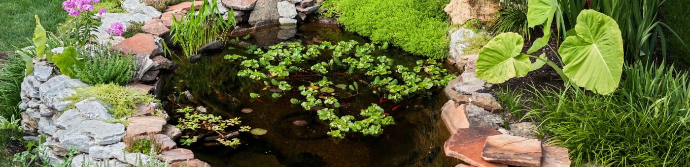 Teichpflege im Sommer: So bleibt Ihr Gartenteich klar und gesund